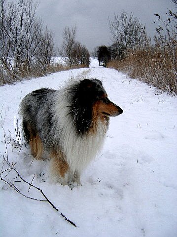 Xavier im Schnee